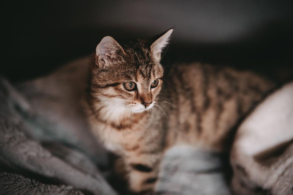 brown cat looking away