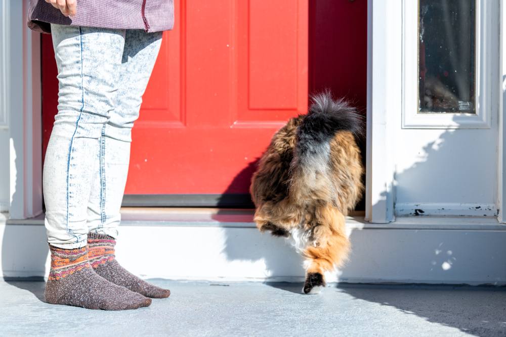 calico maine coon cat running inside to house