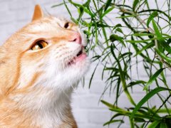 An image showcasing a cat's interaction with a green plant, reflecting its curious nature and the exploration of its environment.