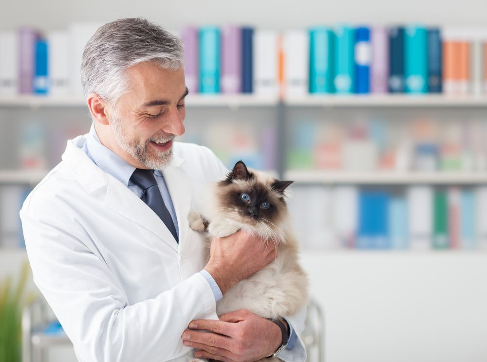 Cat at the veterinary clinic. 