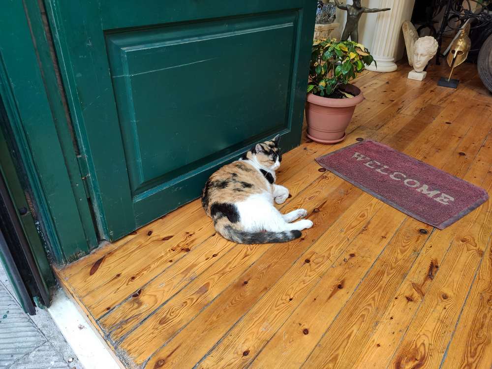  cat laying on floor near the front door