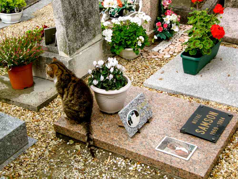 cat sits on the ground for pets