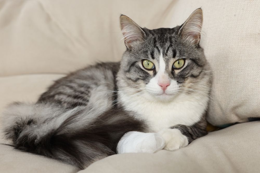 Injured cat with a paw ailment, displaying vulnerability. The image portrays a cat in discomfort, highlighting a potential injury to one of its paws.