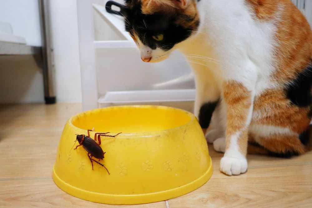 cockroach on yellow bowl and cat stare up it