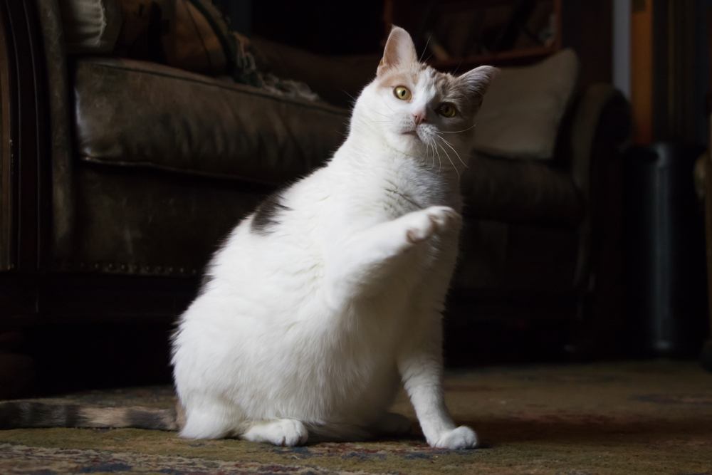 An amusing image capturing a confused cat with one paw lifted in a quizzical manner, reflecting the feline's curious and inquisitive nature as it navigates its surroundings.