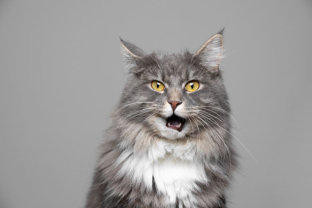 Cute blue tabby and white Maine Coon cat.