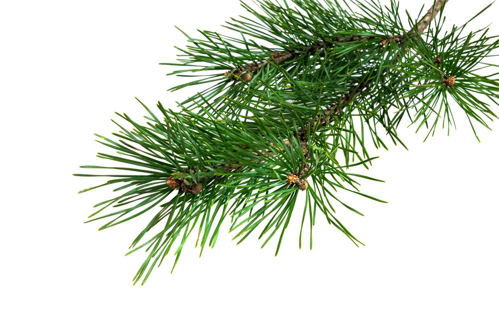 green pine needles