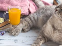 Grey Scottish Straight cat curiously near a glass of orange juice