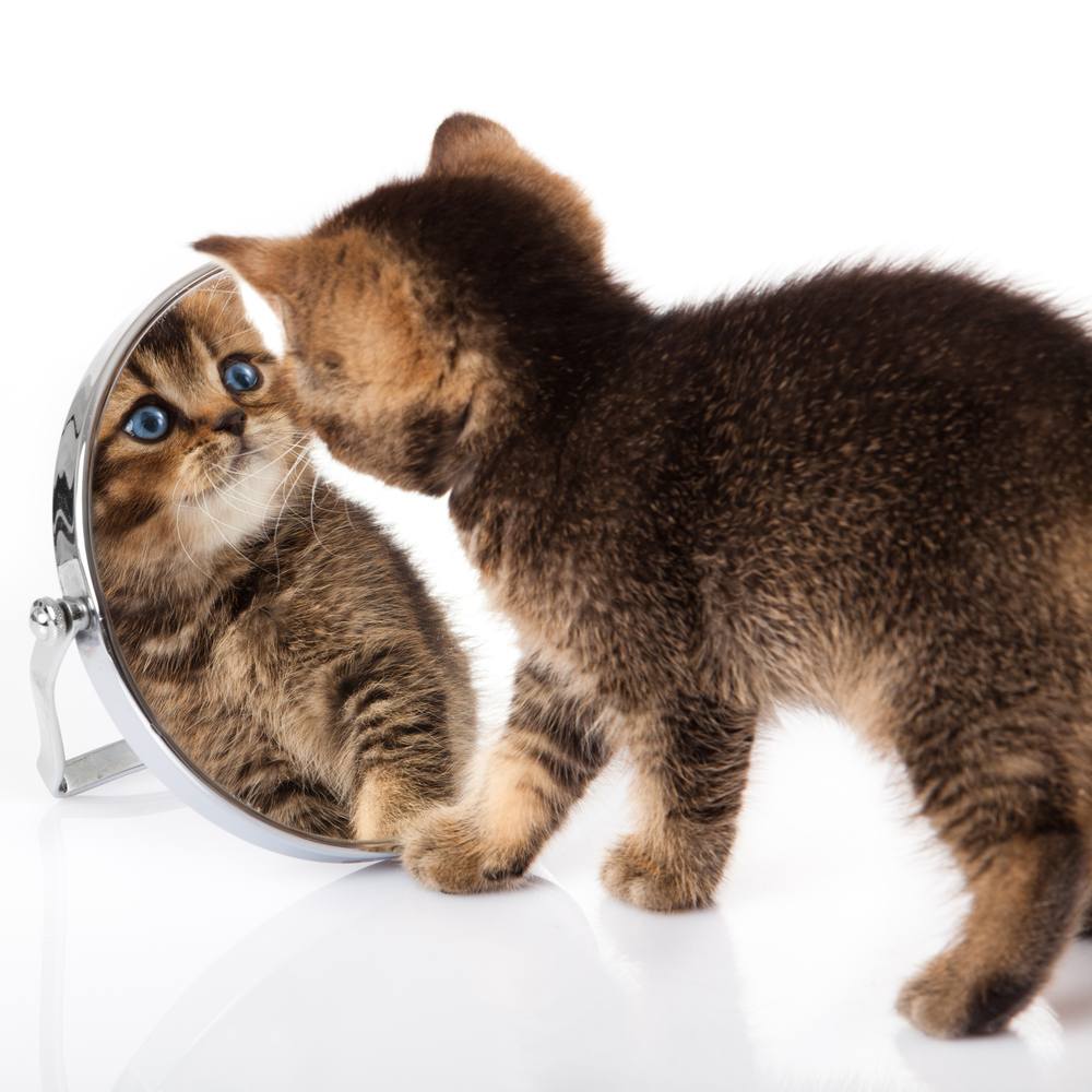 kitten with blue eyes looks in a mirror