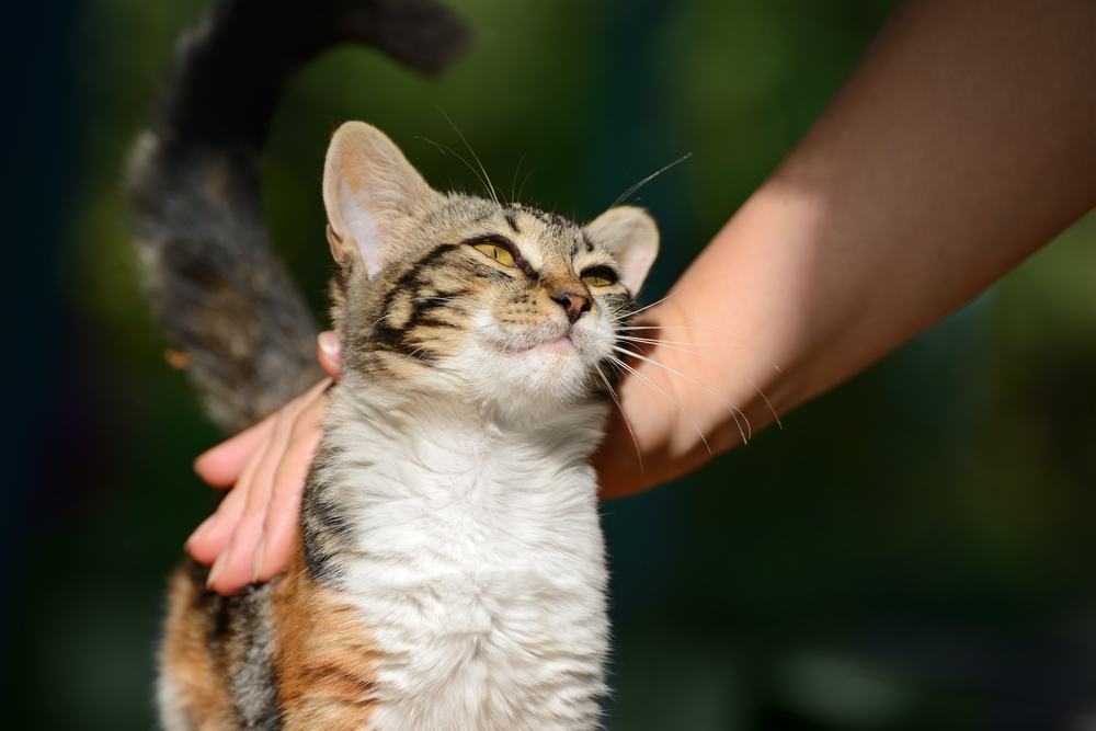 man stroking a small kitten