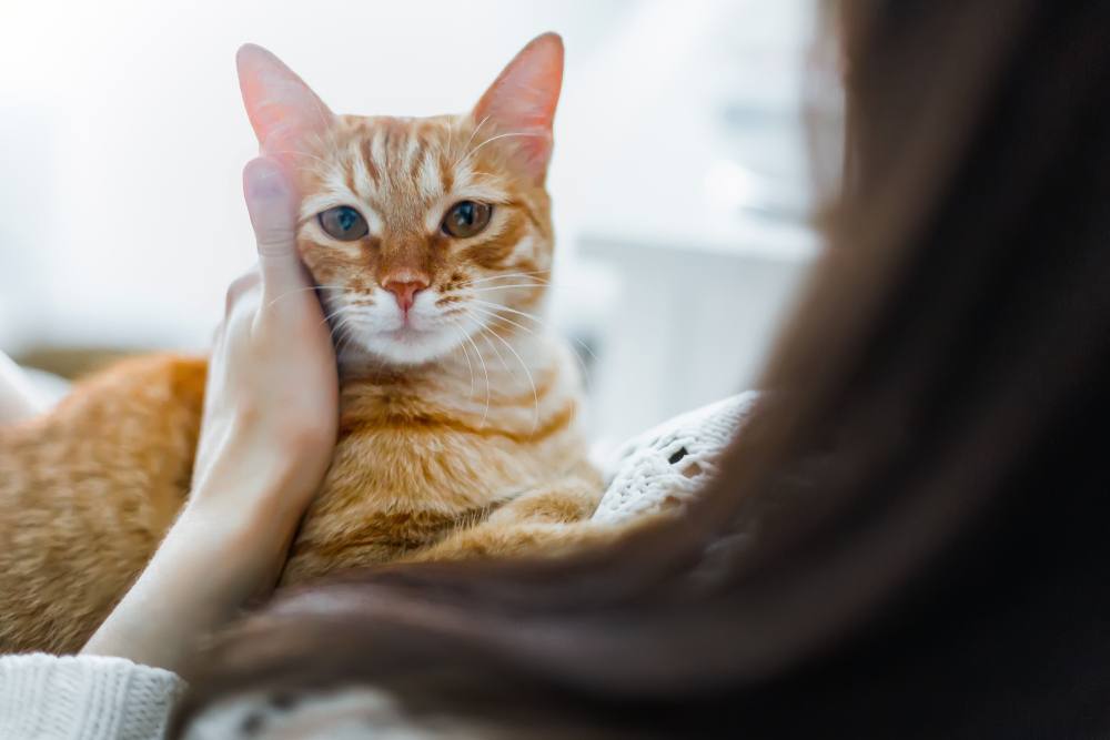 A red cat nestled comfortably in the arms of a girl, both sharing a moment of connection and companionship, exemplifying the special bond that can exist between humans and their feline friends.