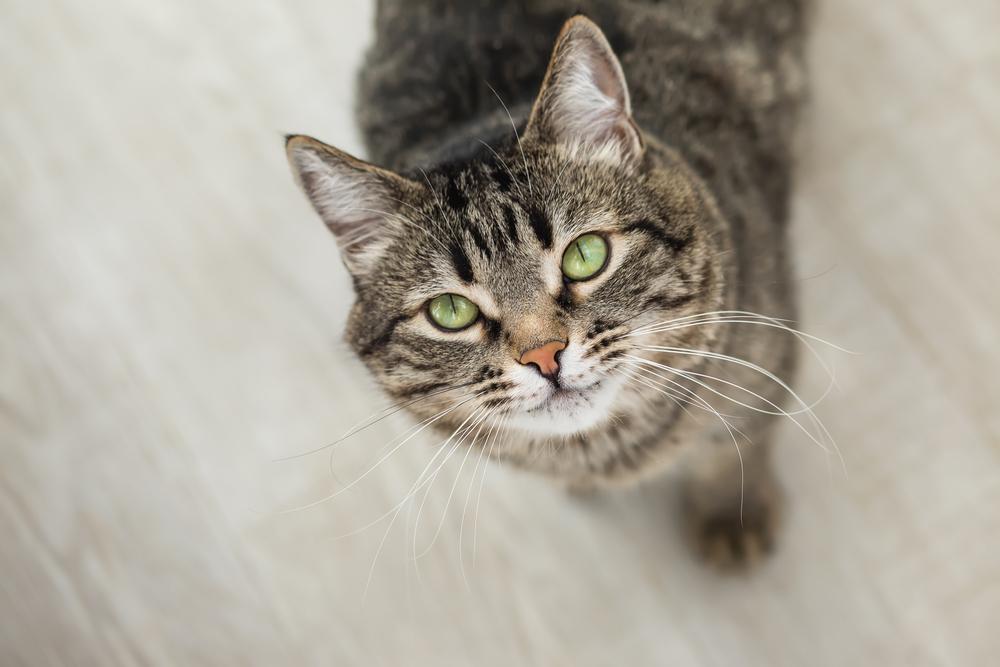  striped cat with green eyes looks up