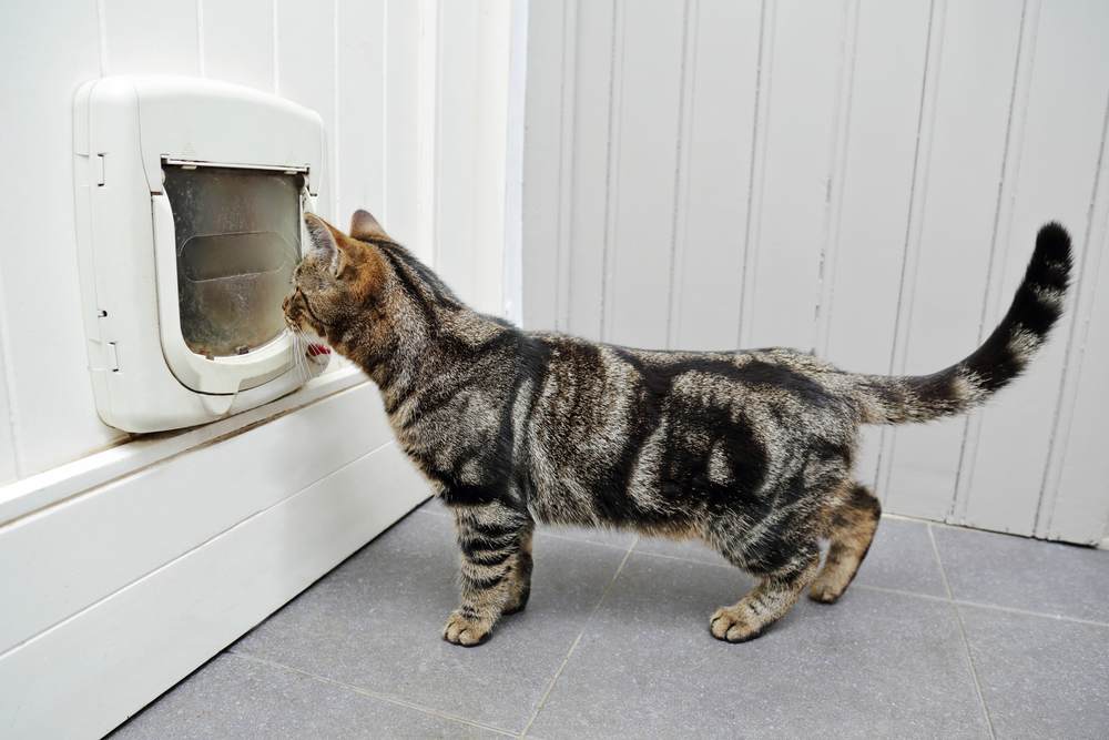 tabby cat in a house in front of a door with a cat flap