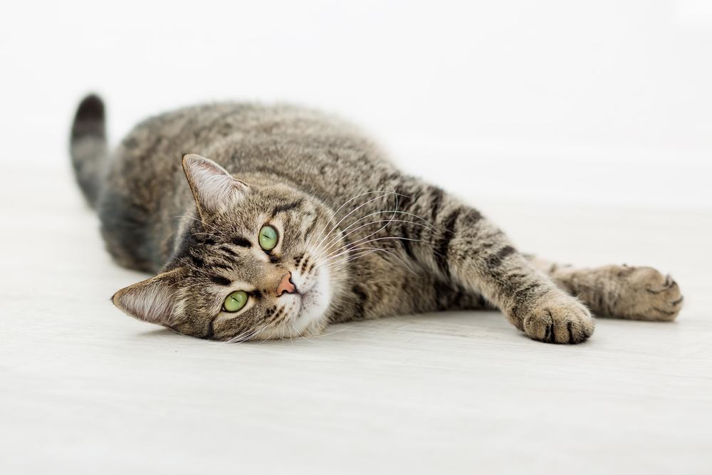 tabby cat lying on the floor