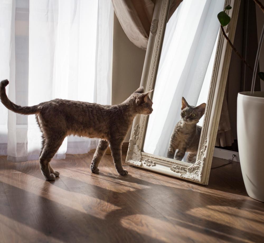 the cat looks at herself in the mirror and is very surprised