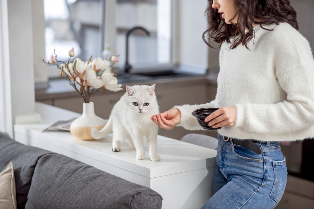 woman feeding her white cat