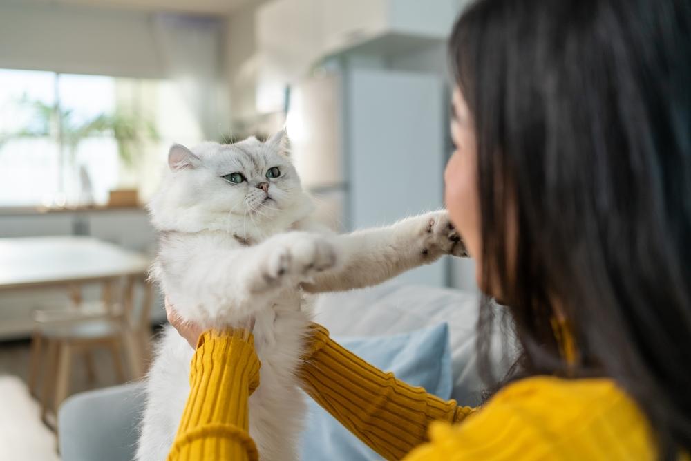  woman holding and play with little cat with happiness