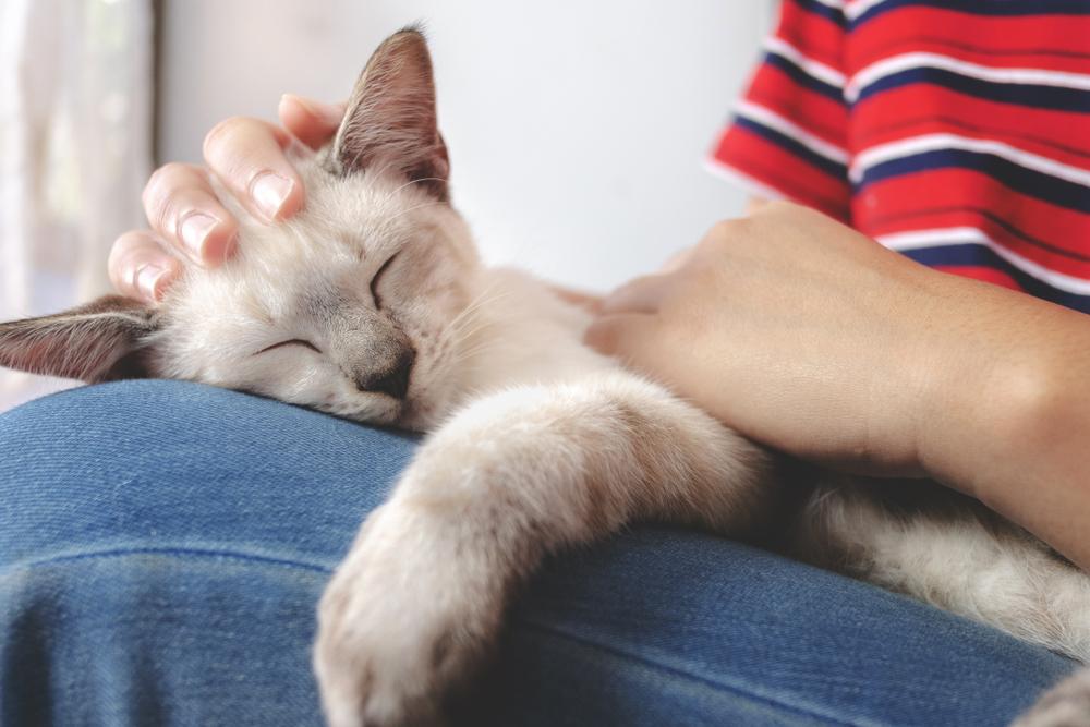 woman holding little white cat while sleeping