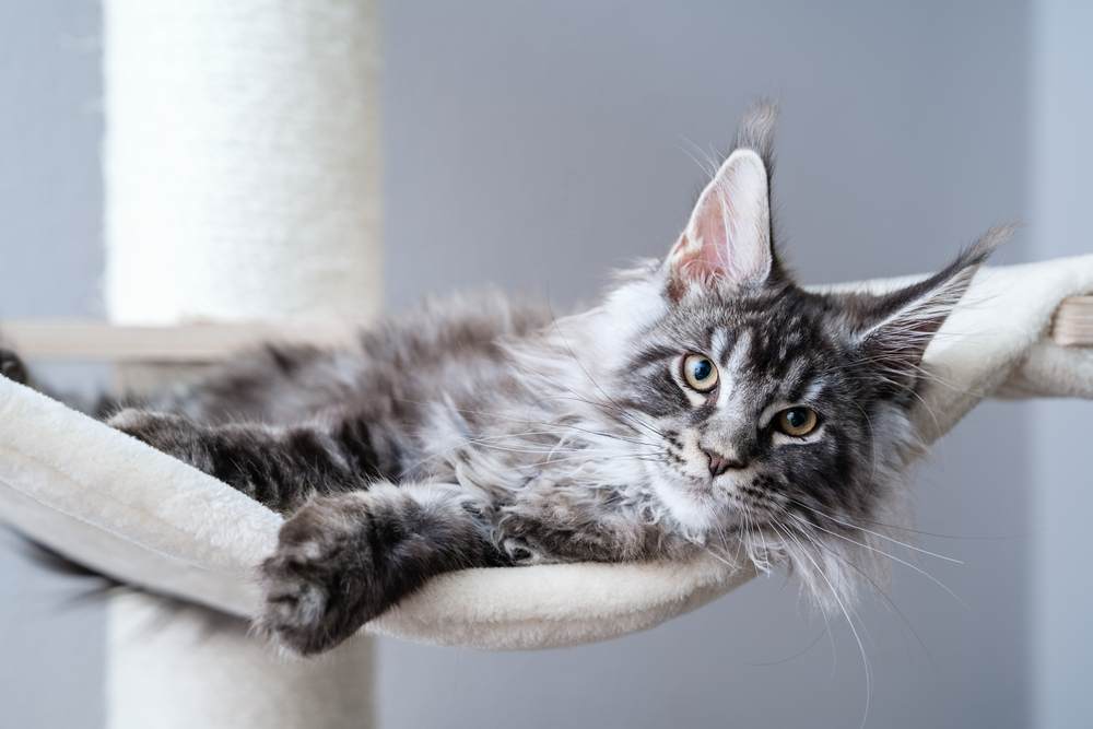 4 month old kitten relaxing