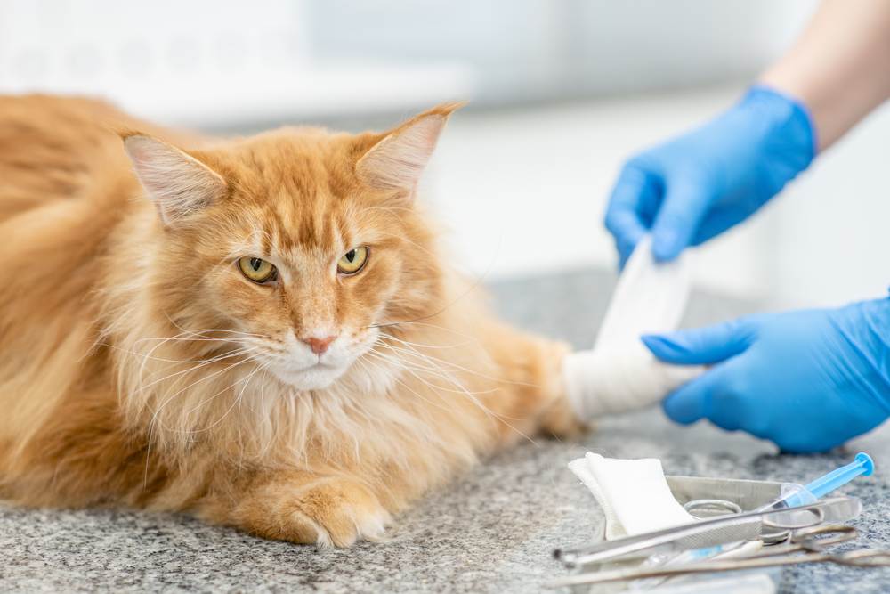 An image showing a veterinarian carefully bandaging the paw of an adult Maine Coon cat, showcasing the importance of proper medical care and attention.