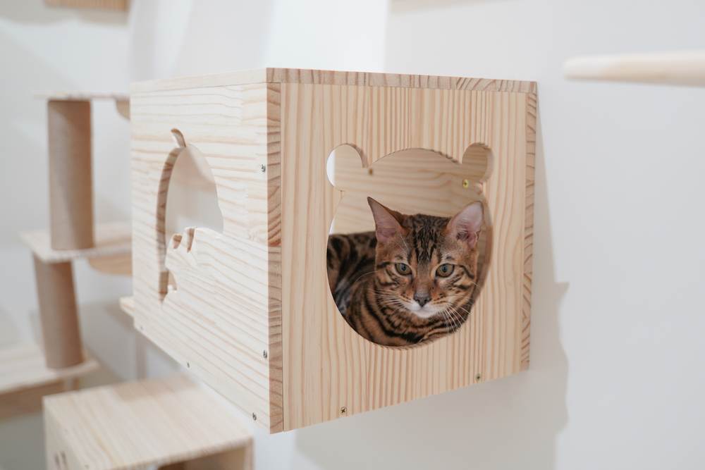 An image capturing a Bengal cat sitting gracefully on a windowsill, peering out from the wall and enjoying a vantage point of its surroundings.