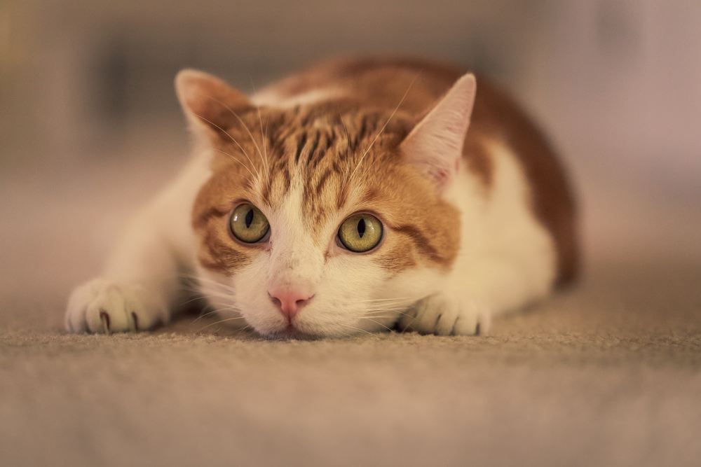 Cat in a pouncing position, showcasing its agility and playfulness