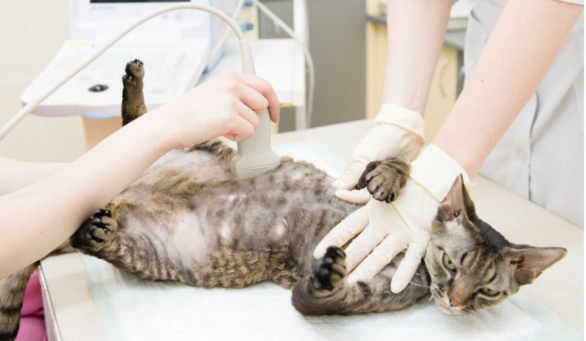 Cat ultrasound