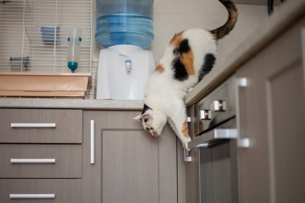 Cat jumping down from the kitchen table