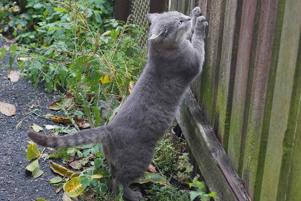 Cat scratching a fence