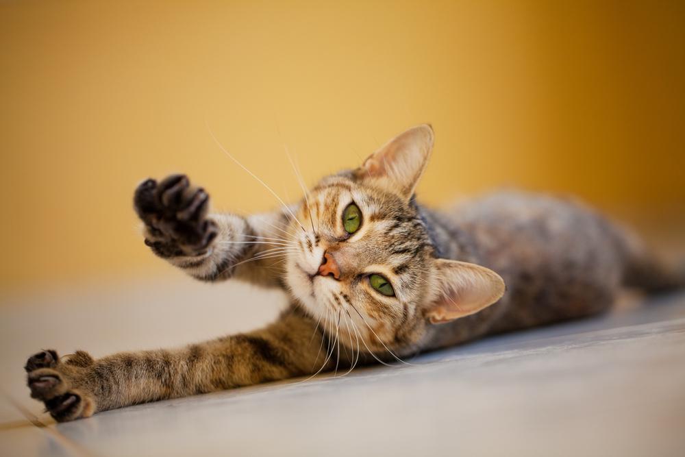 Cat, stretching on the floor