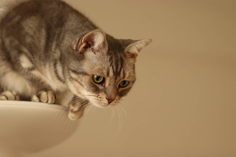 Cat trying to jump off cat tower