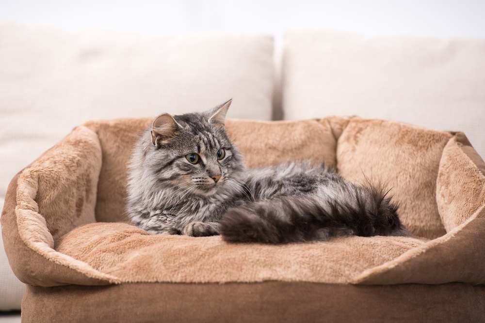 Cute cat is lying in his cat bed