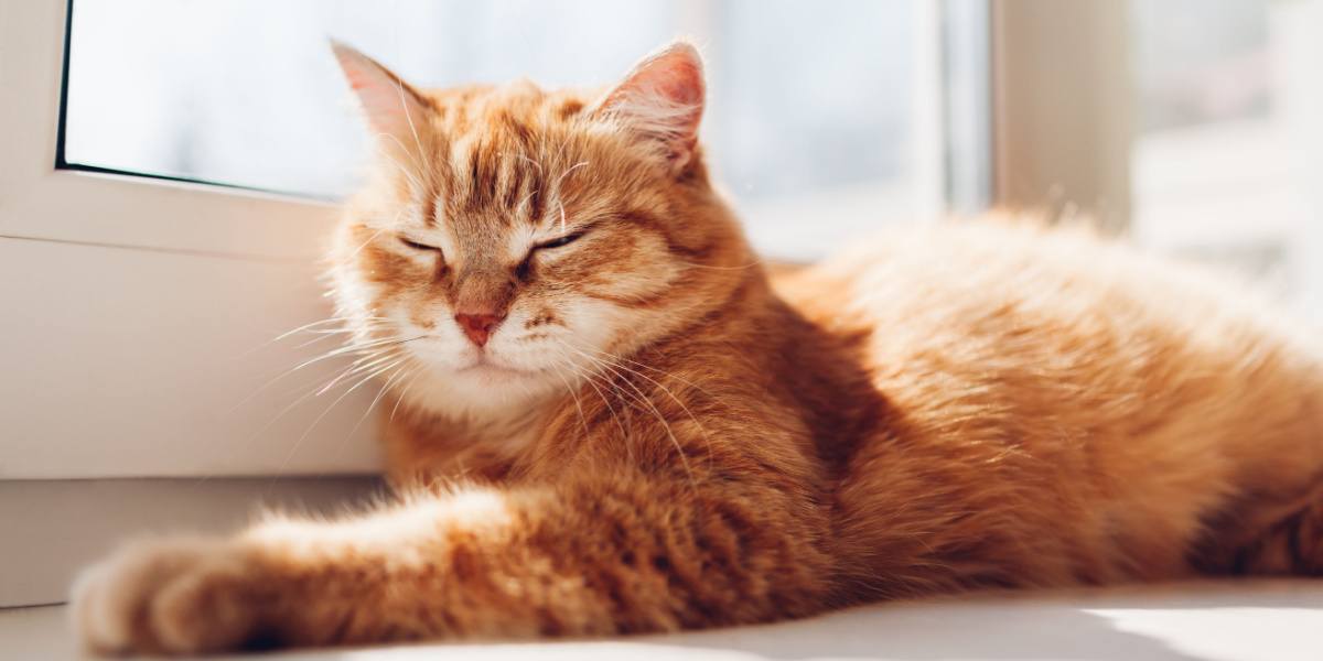 A charming scene unfolds as a kitten is captured in a deep and peaceful slumber.