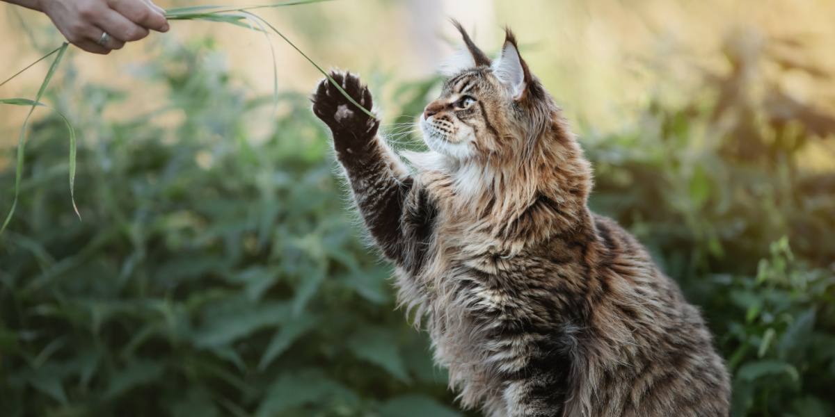 Maine Coon cat playing with its owner