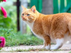 Red cat walks on the farm