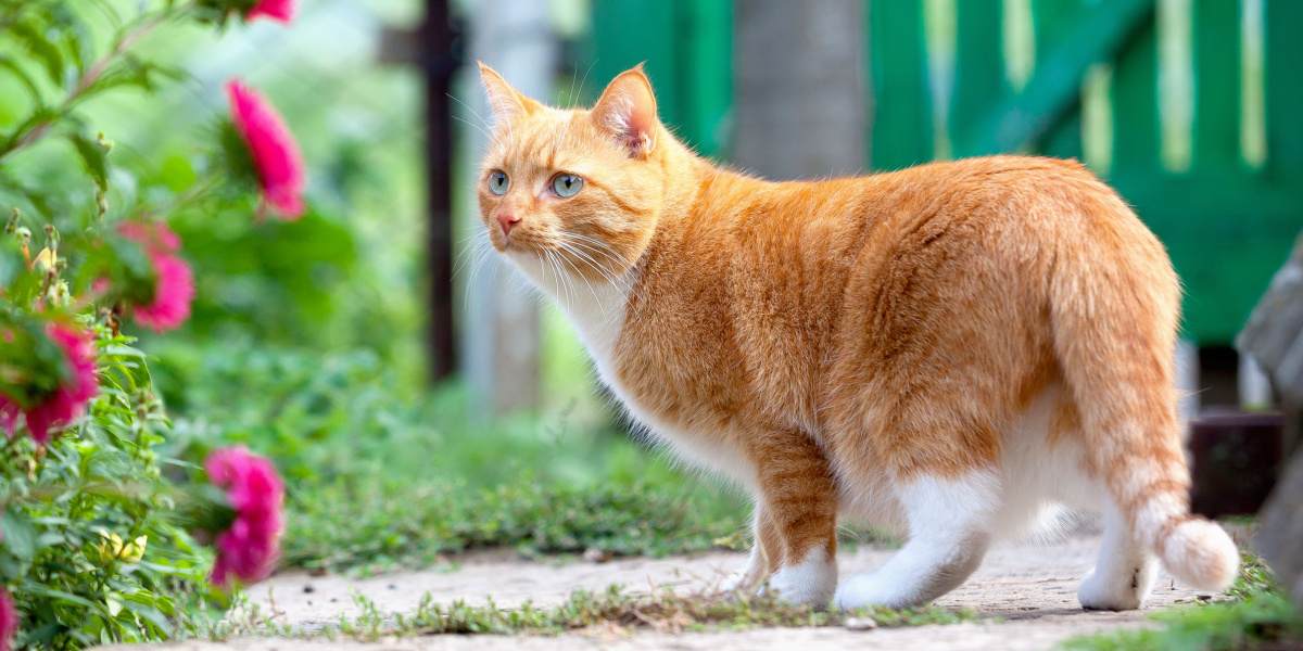 Red cat walks on the farm