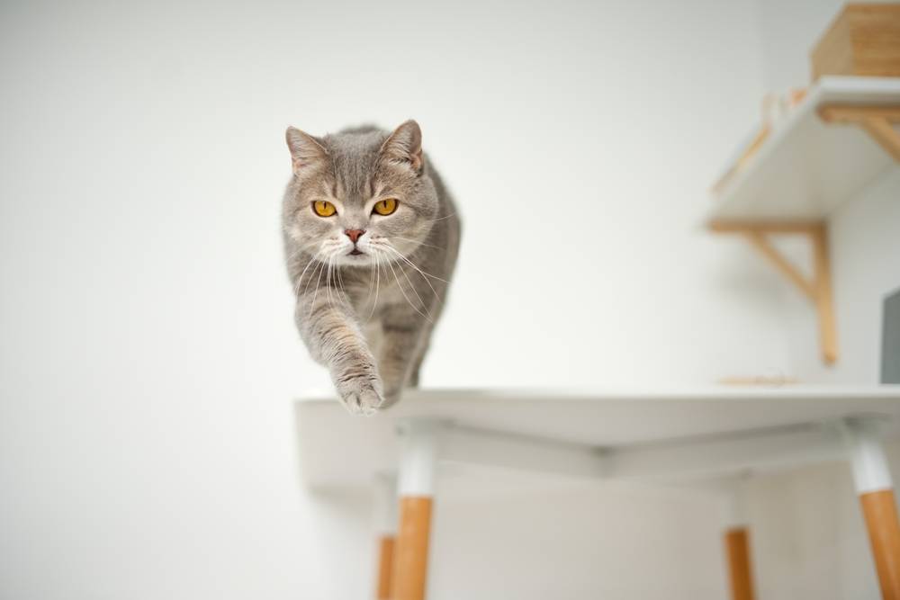 Scottish straight cat jumping