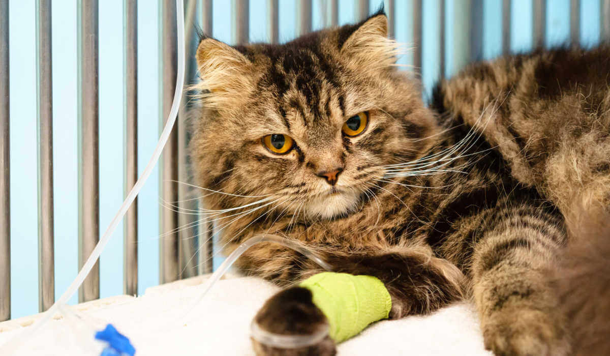 A photograph depicting a sick cat receiving intravenous (IV) fluid therapy, highlighting the medical intervention aimed at supporting its health and recovery.