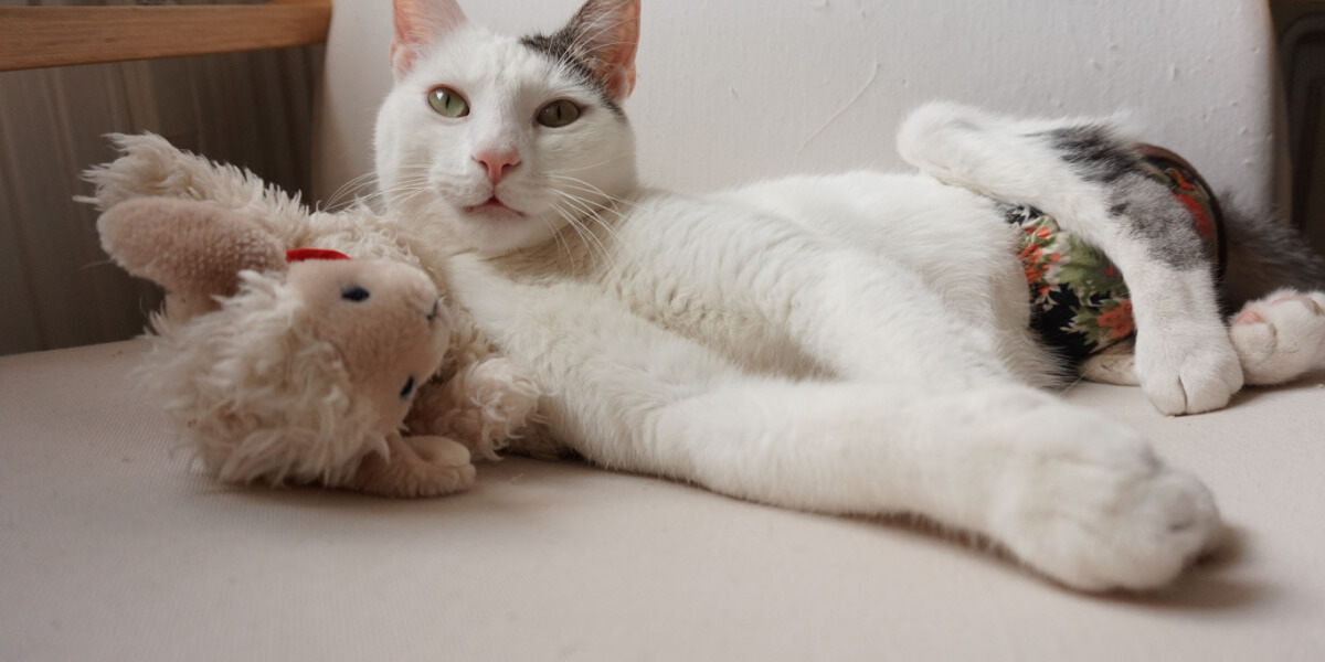 Cat with diaper and toy