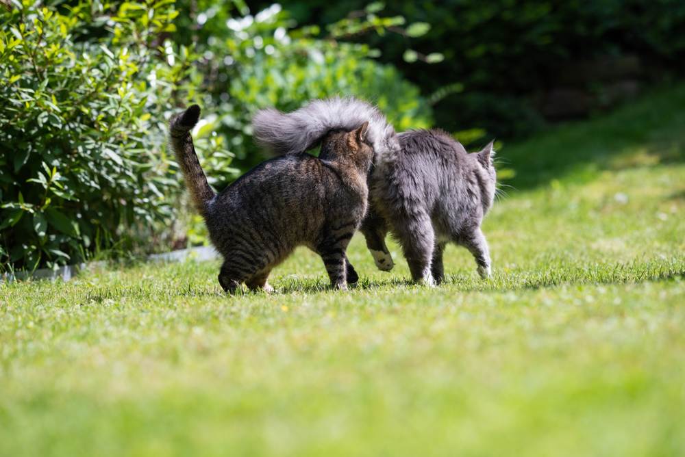 Tabby cat smelling on the butt of a young blue tabby maine coon