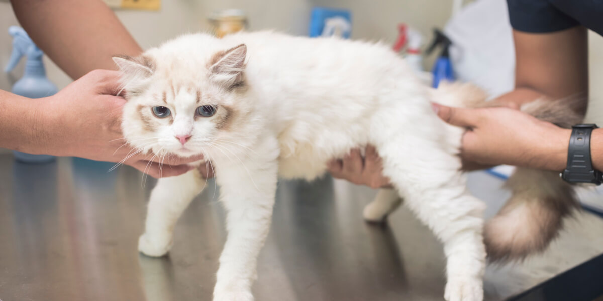 Vet palpates cat belly feel stomach