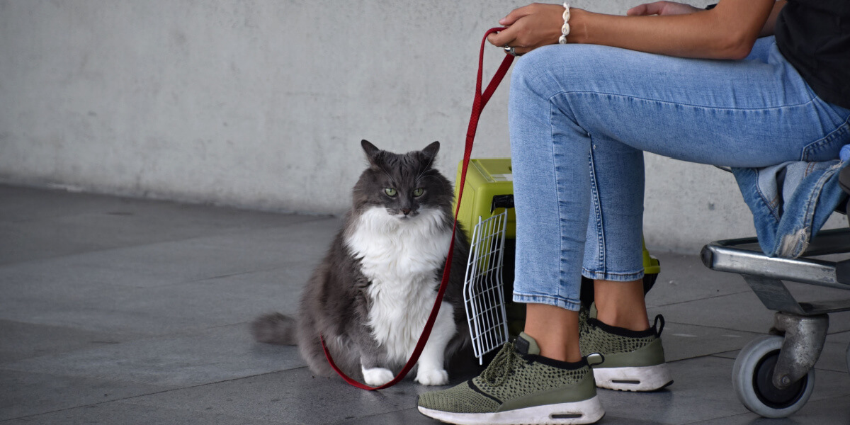 Cat in harness sitting near owner