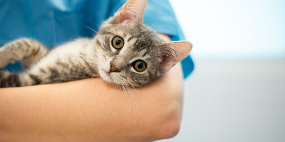 Image of a cat at the vet.