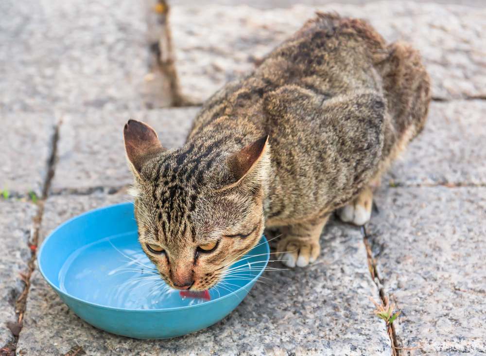 cat drink water