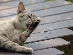 Image of a cat grooming itself.