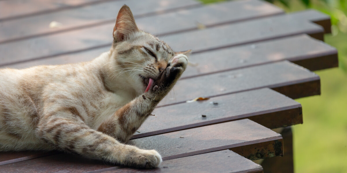 Image of a cat grooming itself.