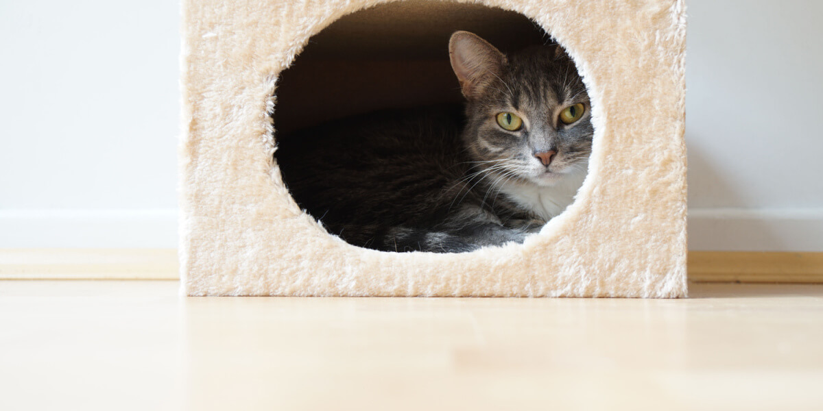 Image of a cat in bed.