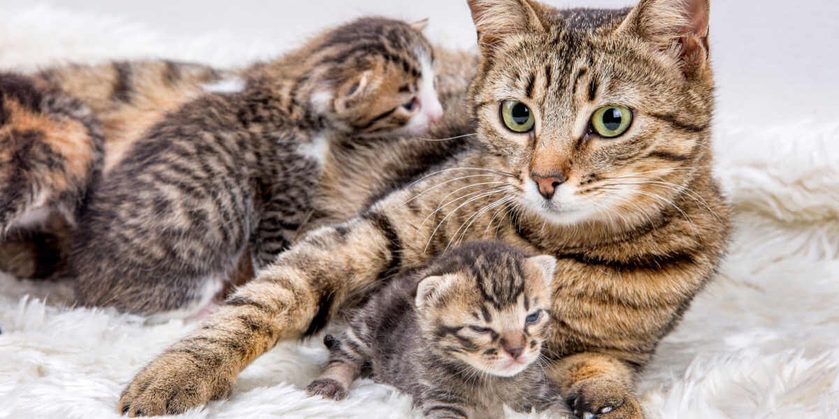 cat with kittens