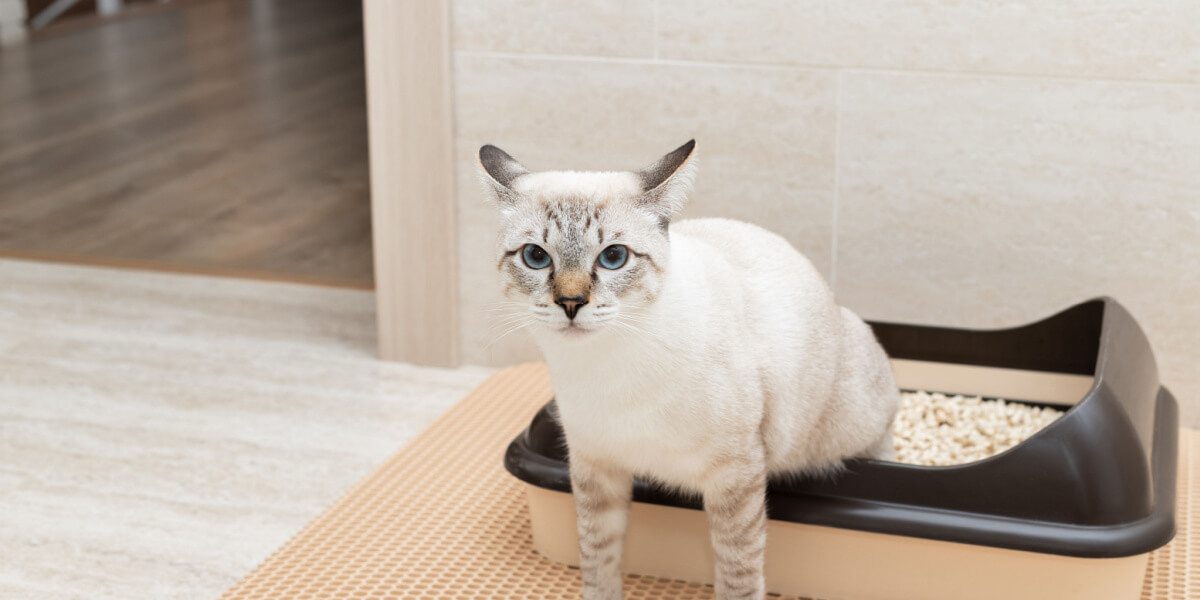 Cat sitting half in litter tray