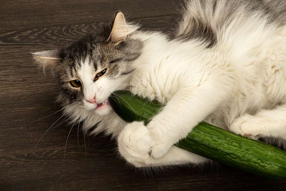 cat plays with cucumber